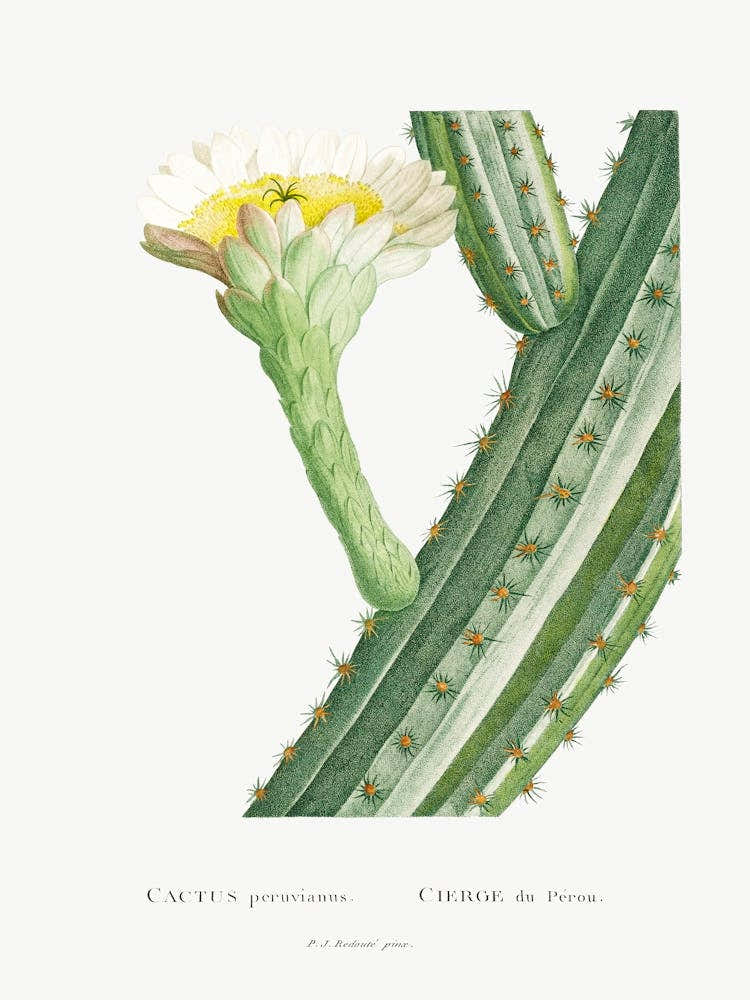 Cactus Peruvianus, Pierre Joseph Redoute