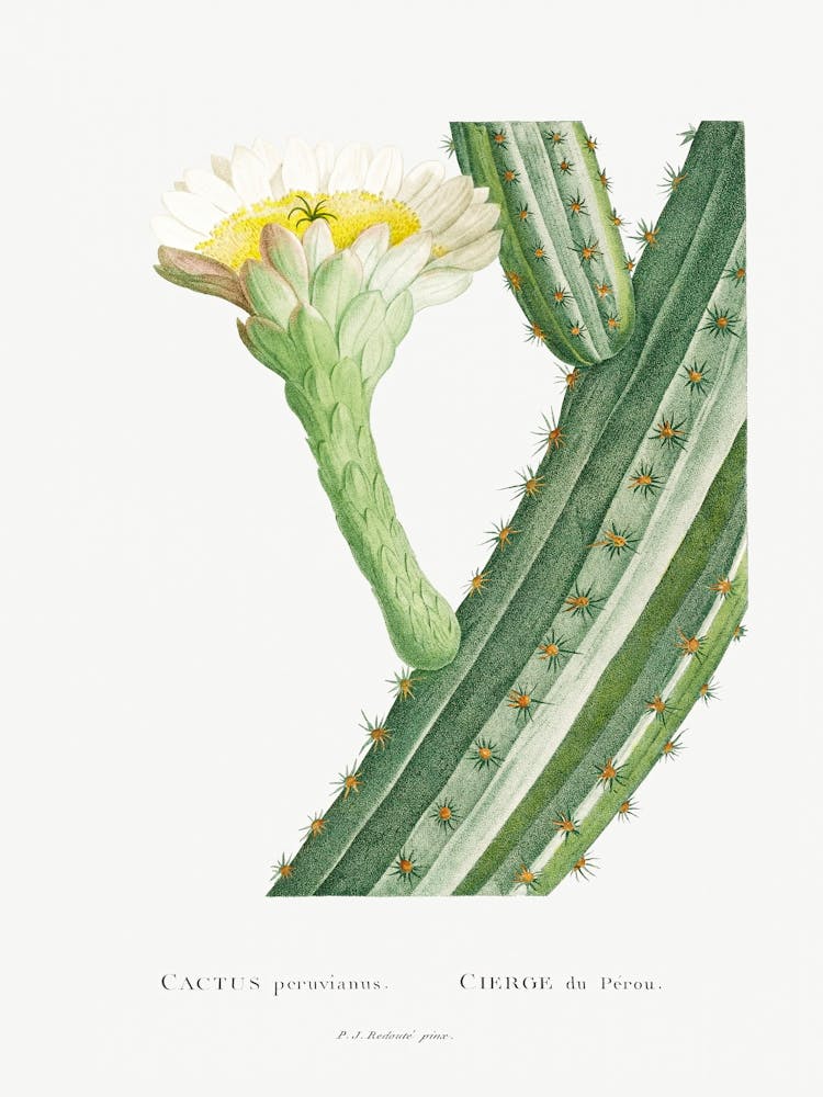 Cactus Peruvianus, Pierre Joseph Redoute