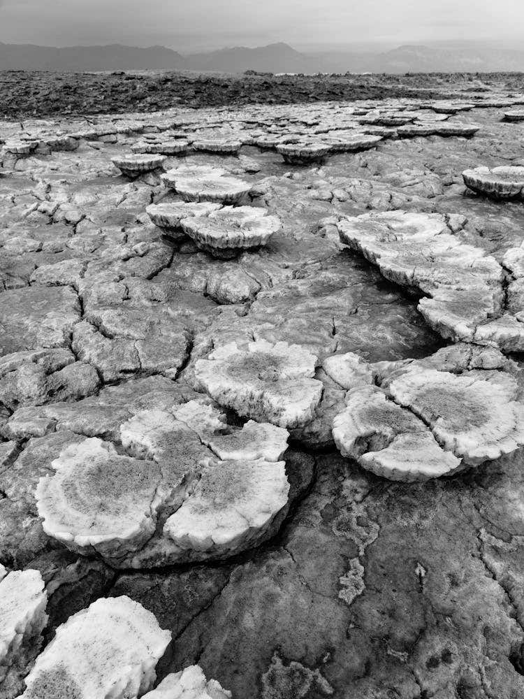 The Salt Of The Earth In Africa