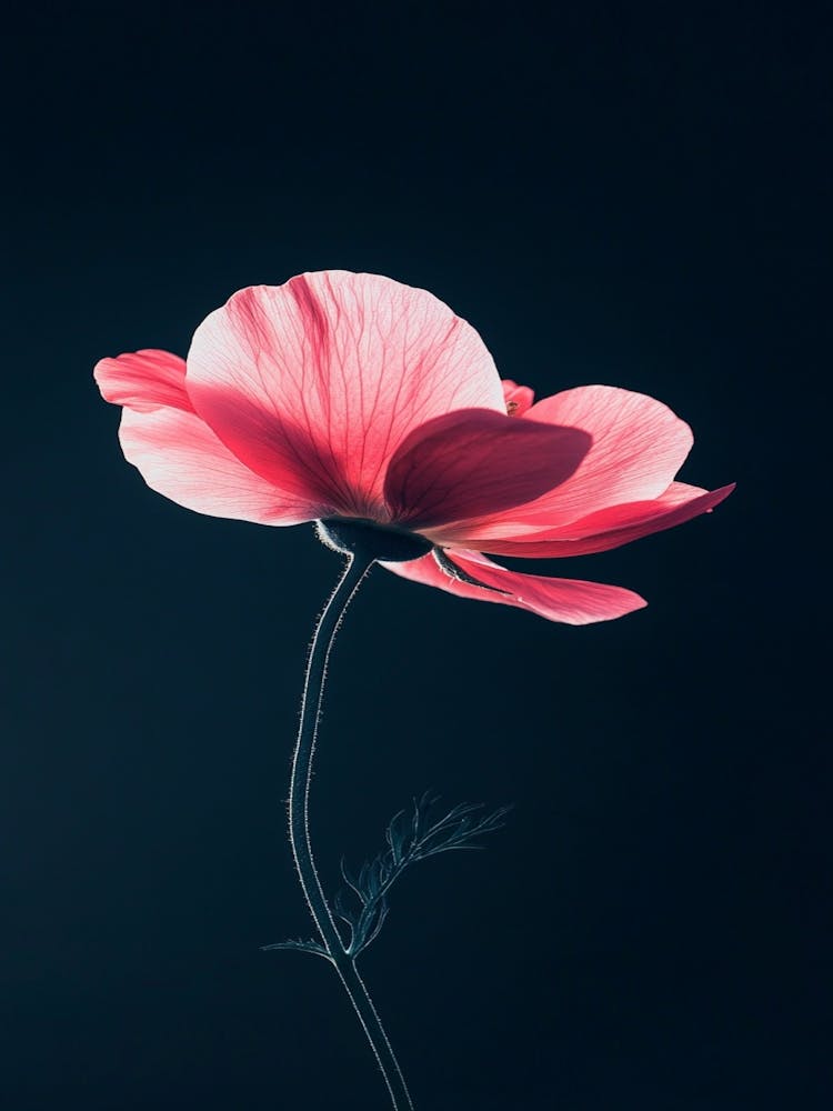 Pink Poppy