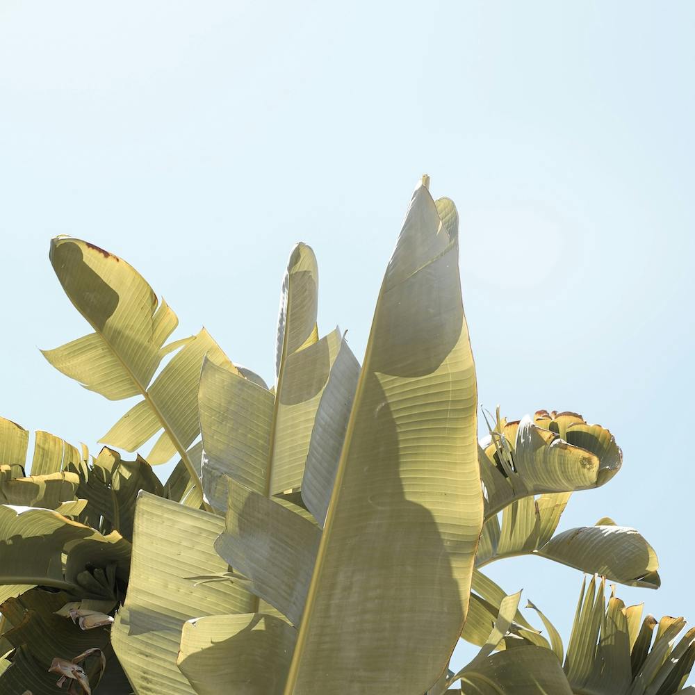 Tropical Banana Leaves Square