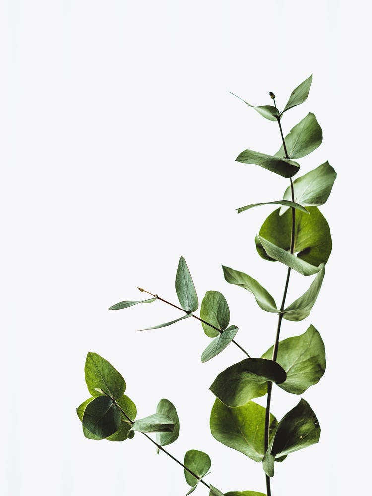 Eucalyptus Leaves On White Background