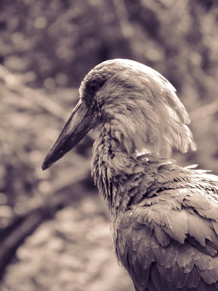 Black And White Bird