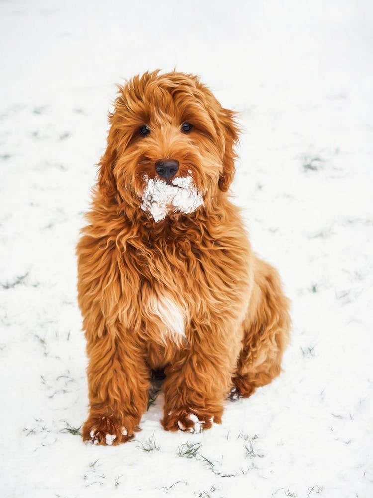 Cockapoo In Snow