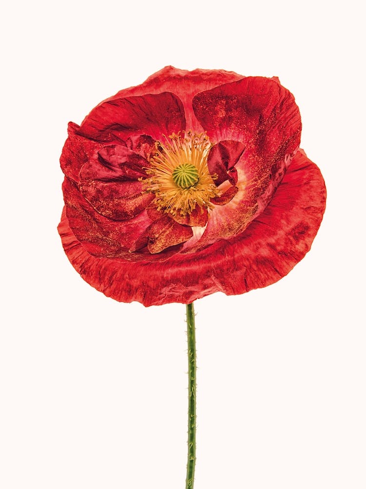 Poppy V