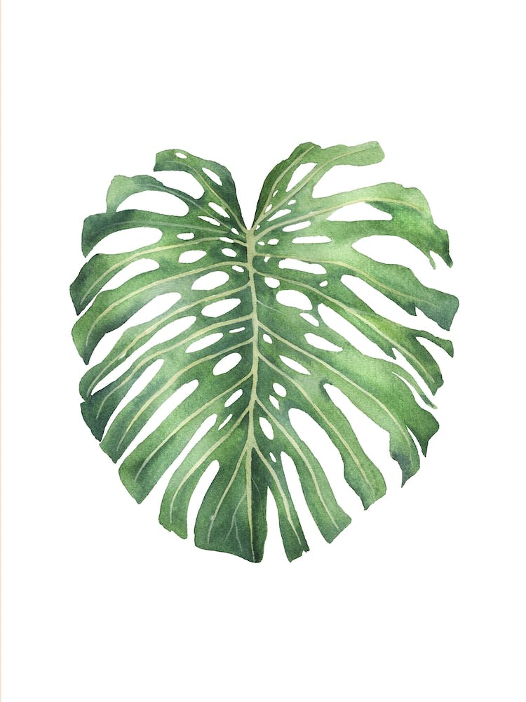 Monstera Leaf 4