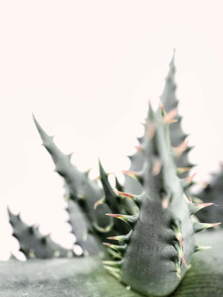 Succulent Plant
