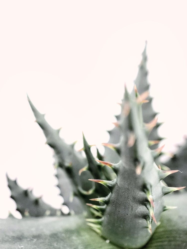 Succulent Plant