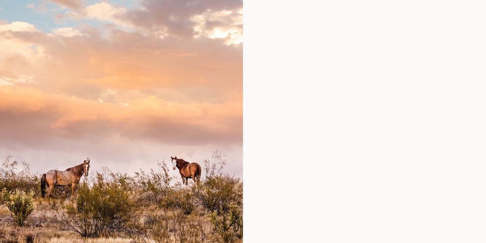 Arizona Wild Horses At Sunset