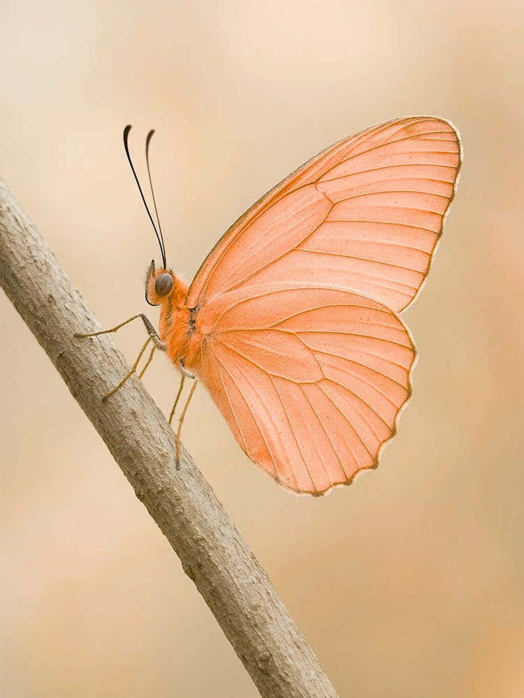 Butterfly On A Branch 5