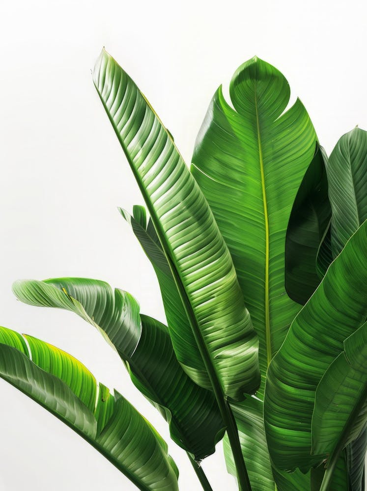 Green Banana Plant On White Background