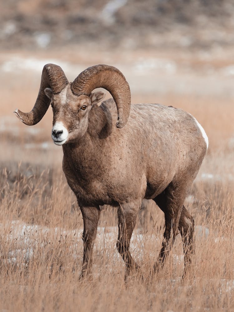 Colorado Bighorn Sheep View