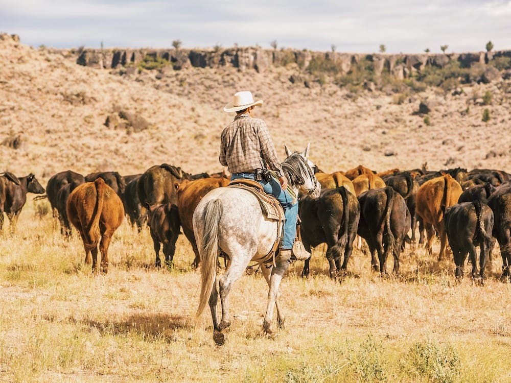 Cowboy Cattle Drive