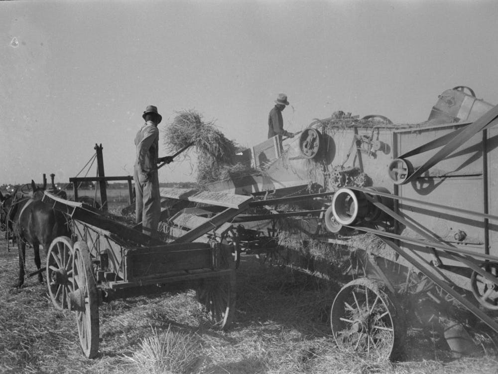 Feeding Bundles Of Rice To Thresher On Farm Near Crowley, Louisiana By Russell Lee