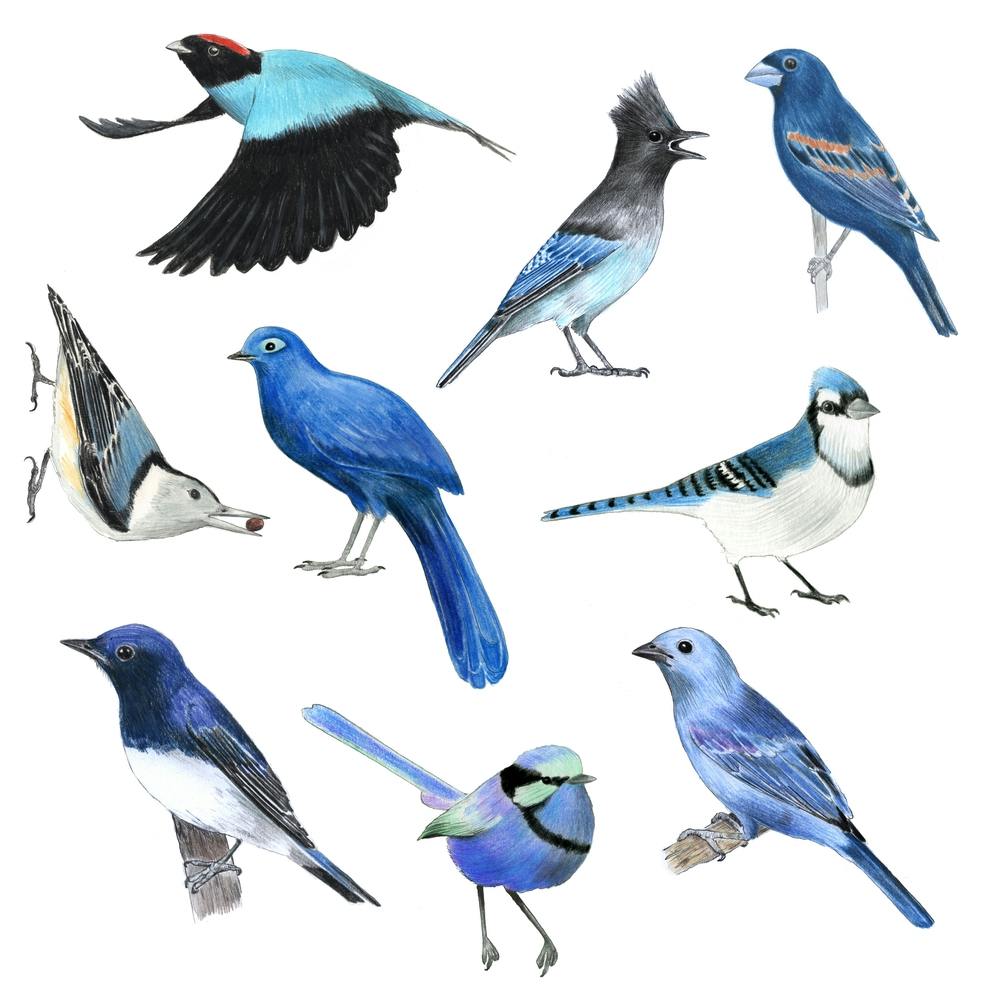 Blue Birds Square
