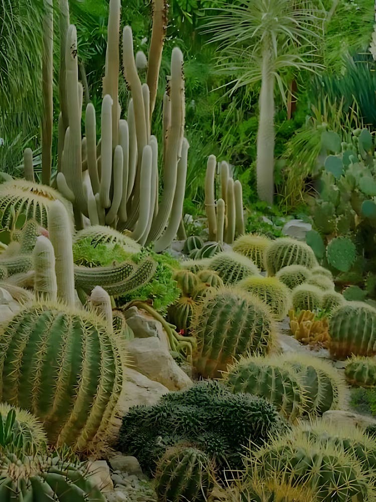 Cactus Garden 5
