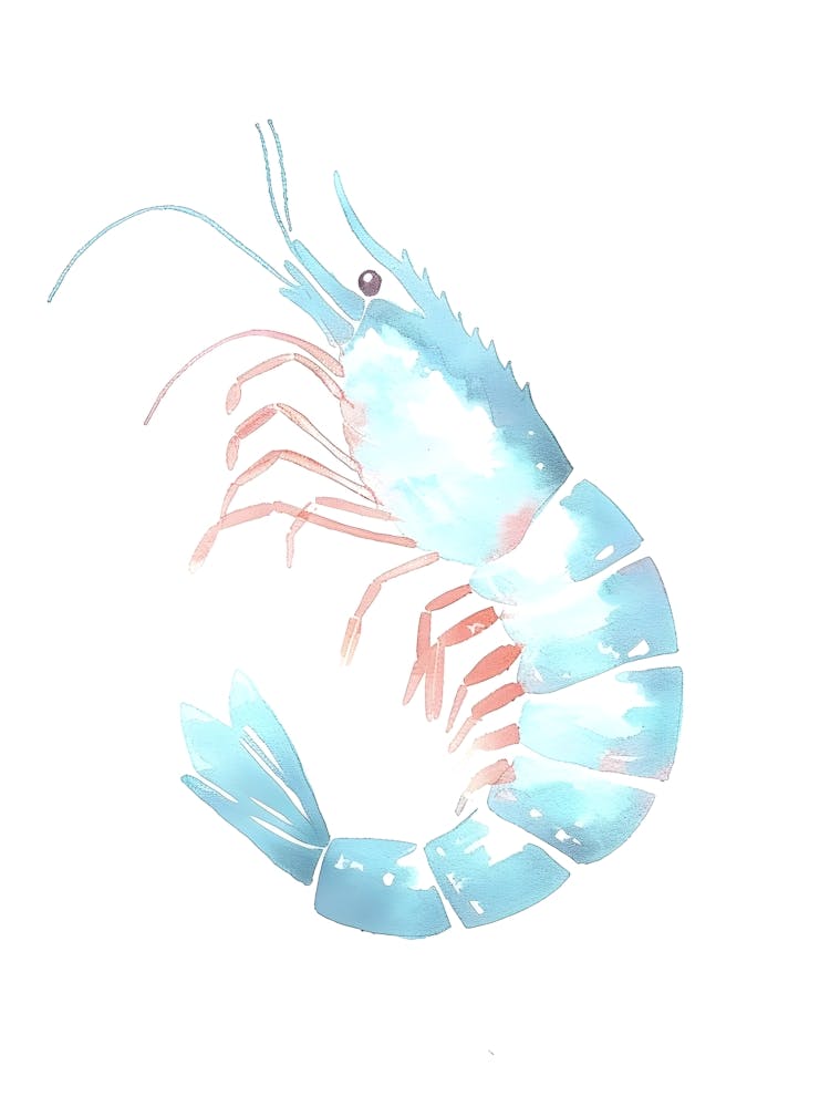 Watercolor Shrimp Illustration 2