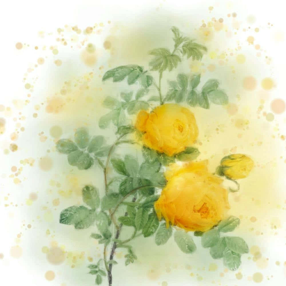 Yellow Roses