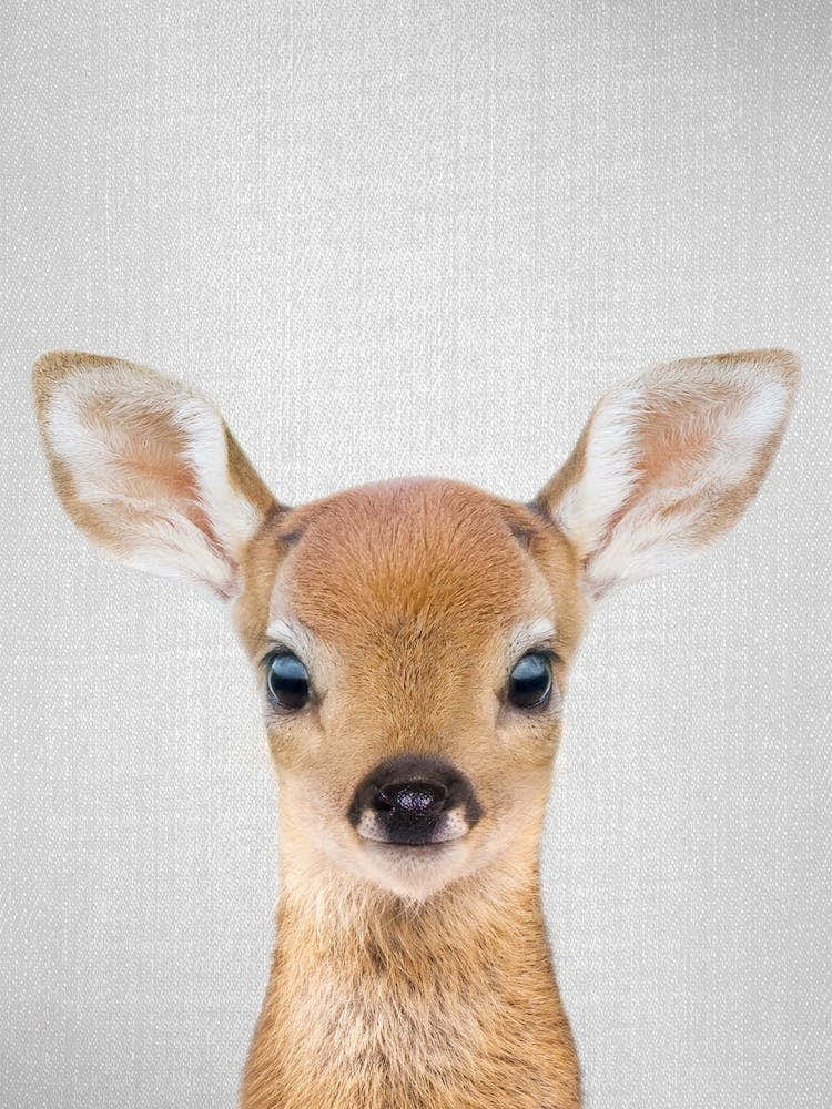 Baby Deer