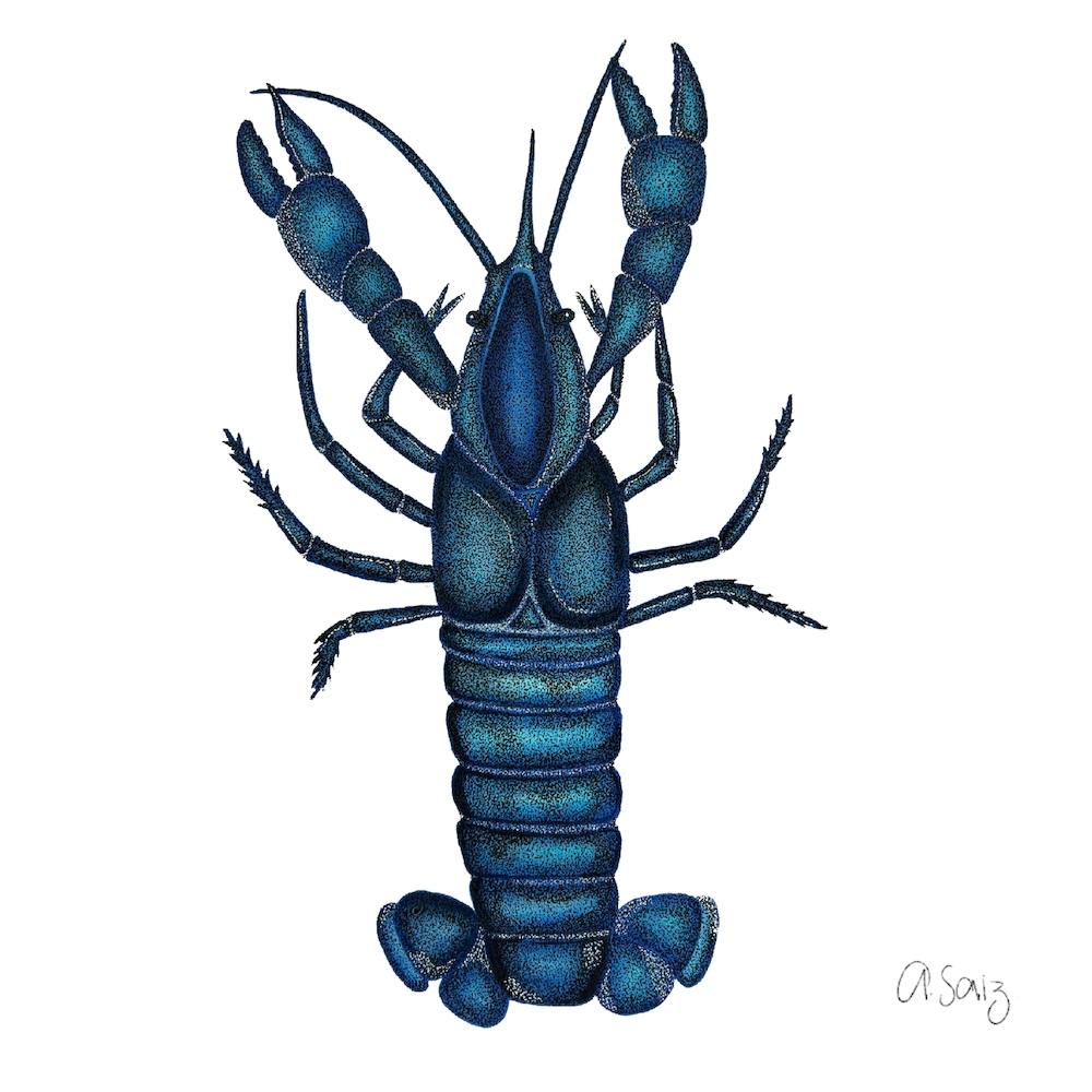 Blue Lobster. 1