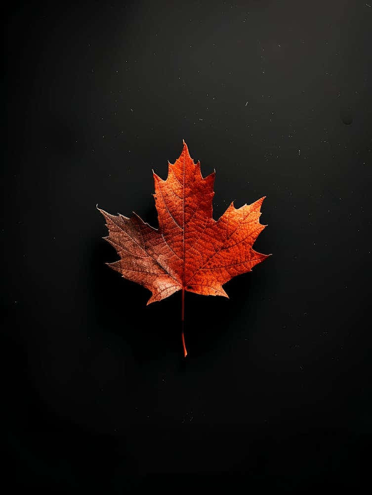 Maple Leaf On Black Background