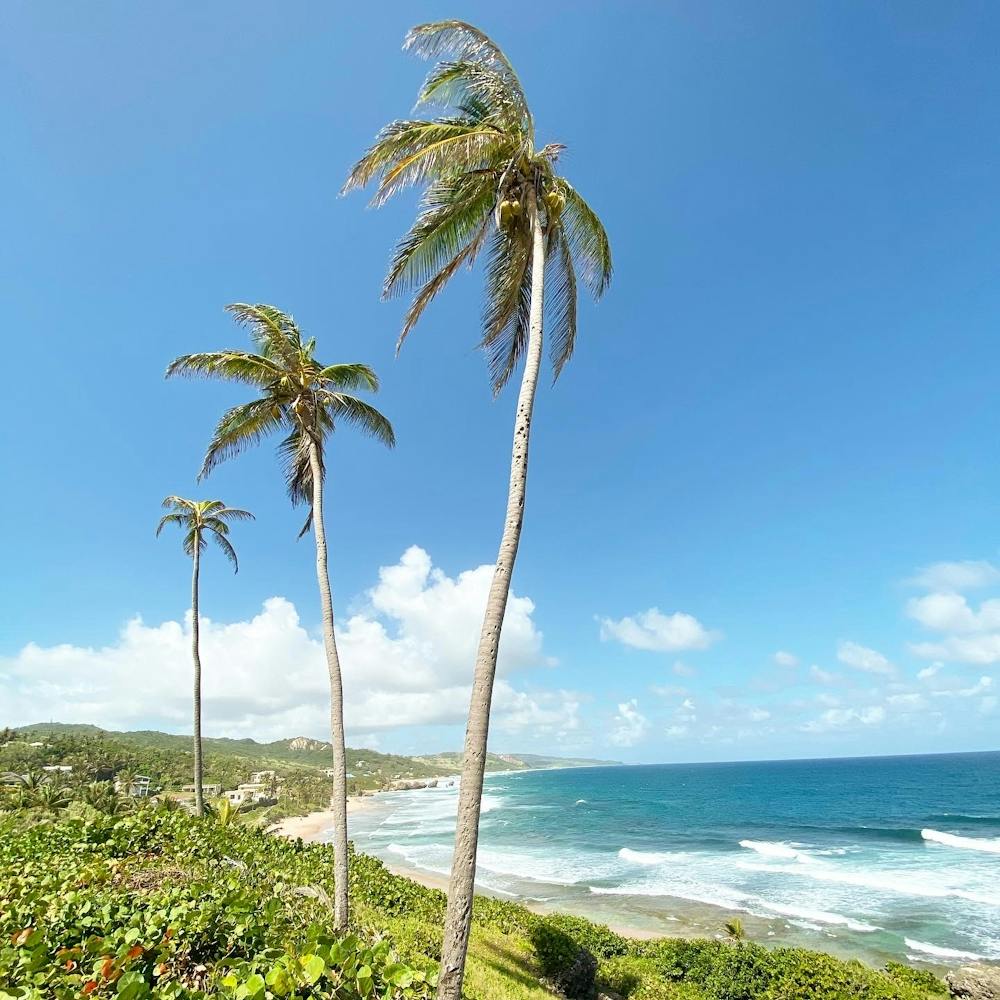 Palm Trees On The Beach