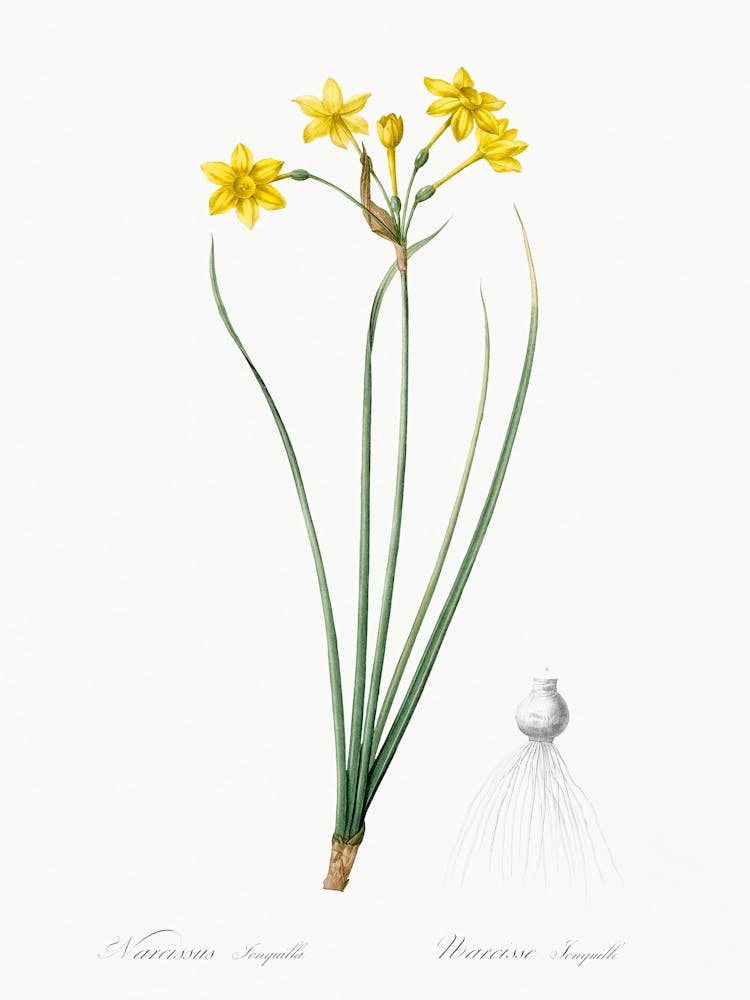 Rush Daffodil, Pierre Joseph Redoute