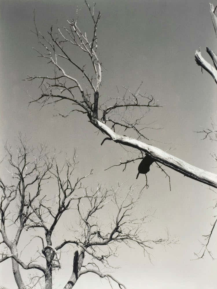 The Dying Chestnut Tree—My Teacher (1927), Alfred Stieglitz