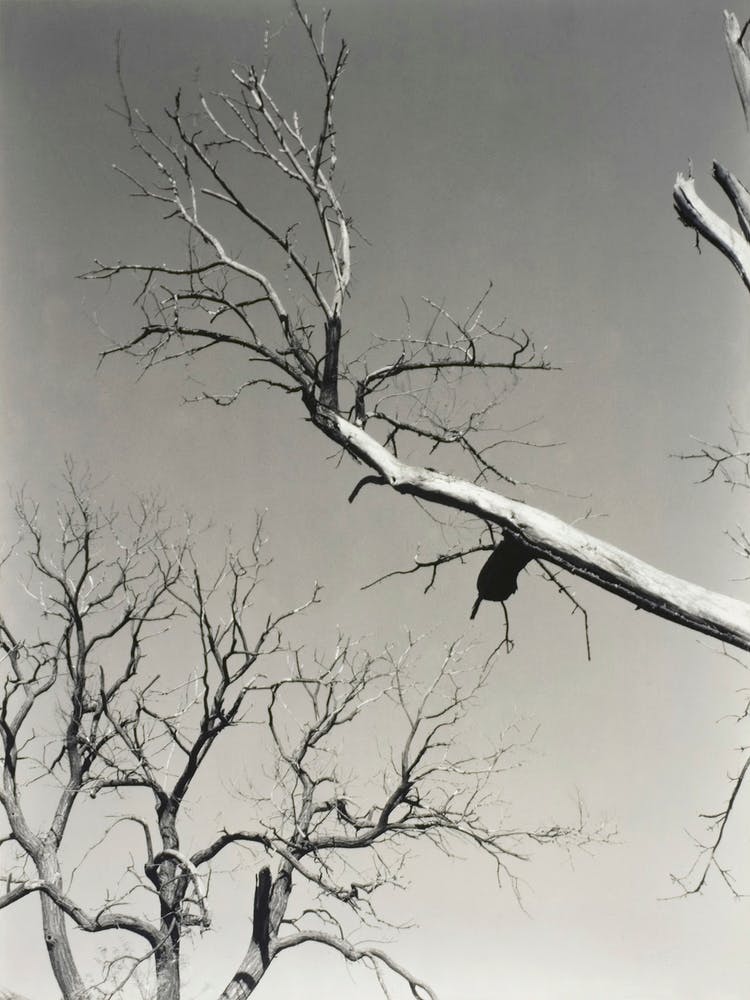 The Dying Chestnut Tree—My Teacher (1927), Alfred Stieglitz