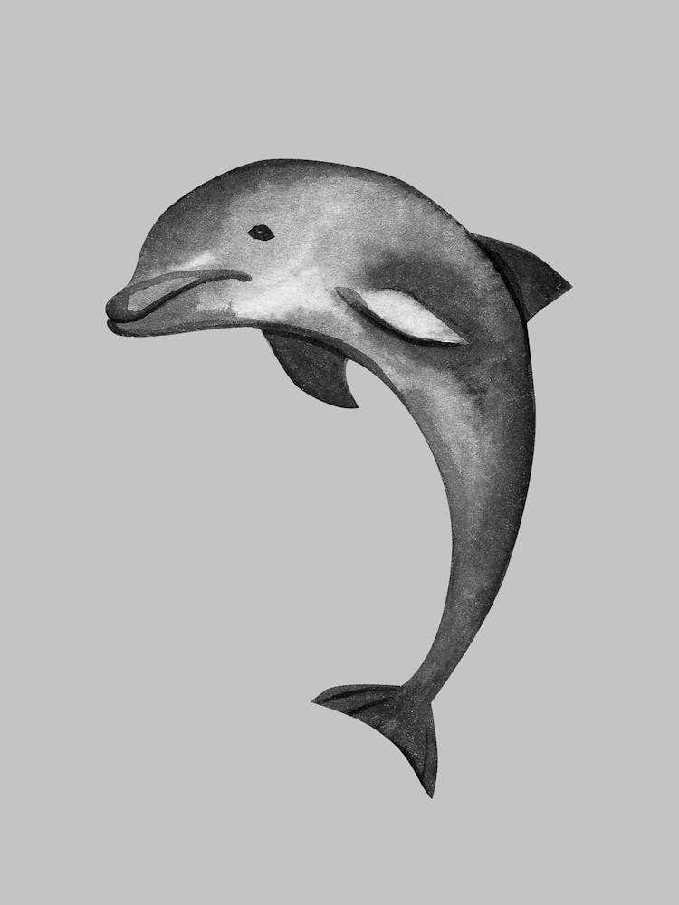 Dolphin Drawing