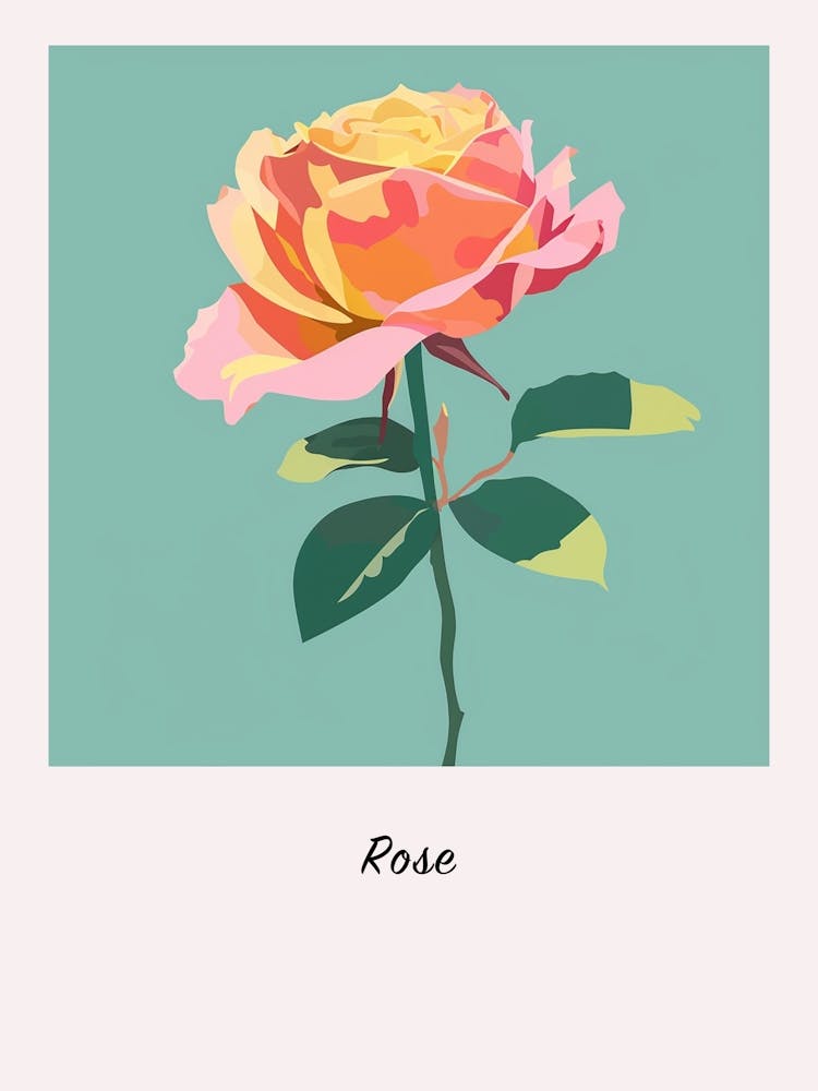 Rose 5 Square Flower Illustration Poster