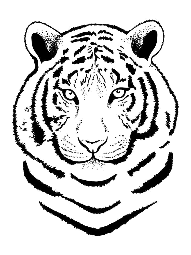 Tiger Head