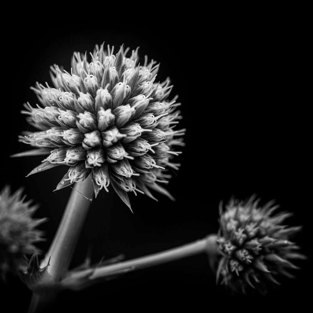 Hiding In Plain Sight Black & White Square