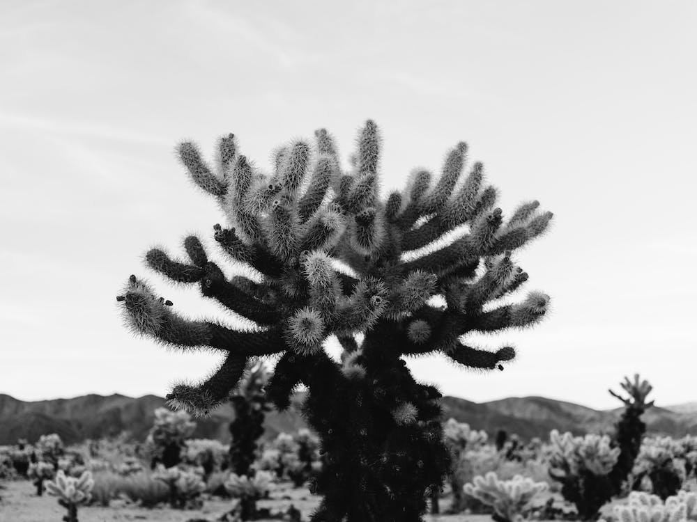 Cholla Cactus Garden XI