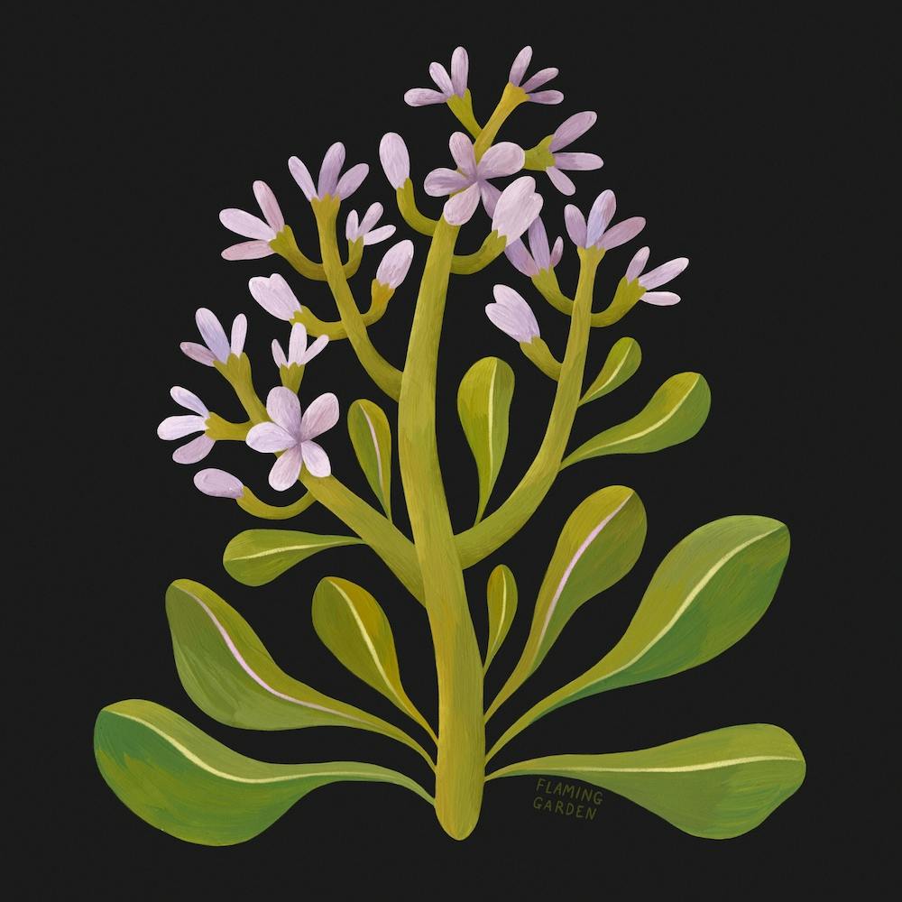 Purple Wildflower Square