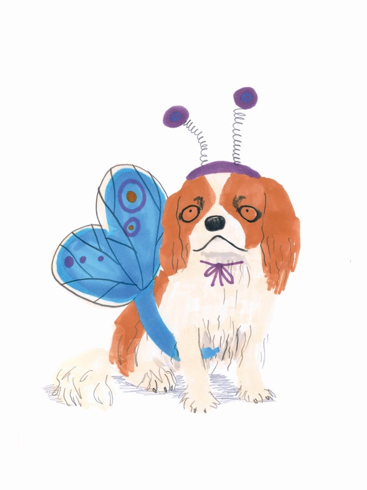 King Charles Butterfly