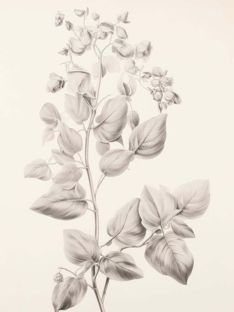 Botanical Branch Sketch