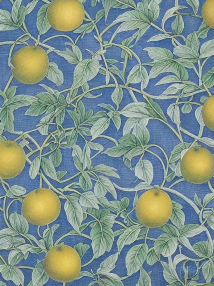 Pummelo Vintage Botanical Fruit