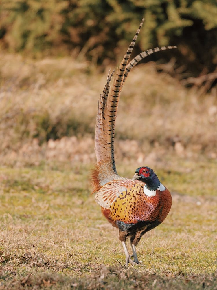 Pheasant In Forest