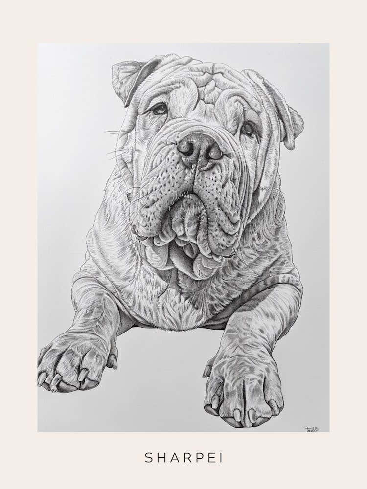 Sharpei Dog Line Sketch 1 Poster