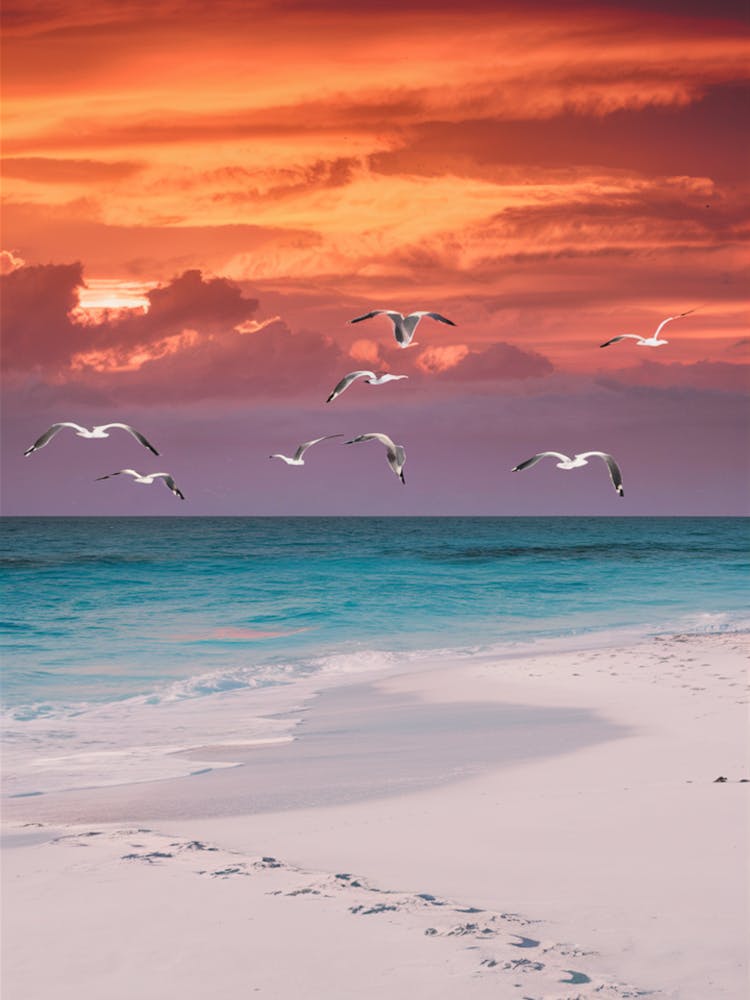 Seagulls On The Beach