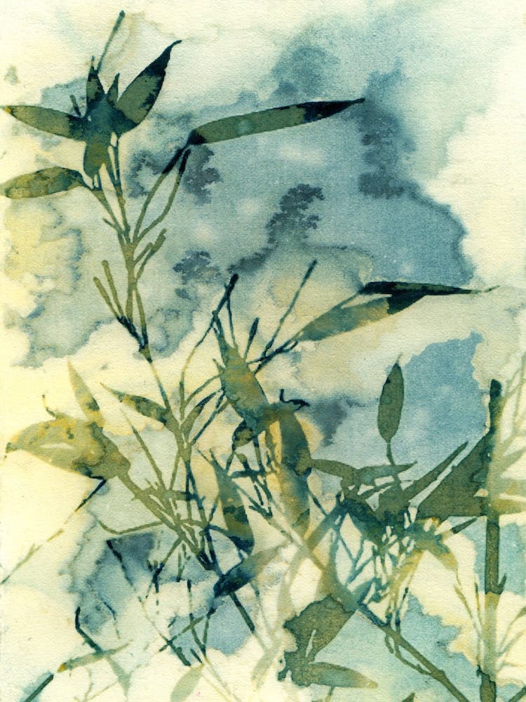 Clear Bamboo