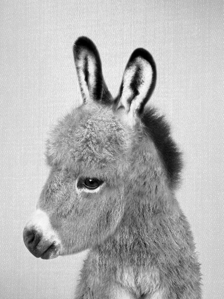 Donkey - Black & White