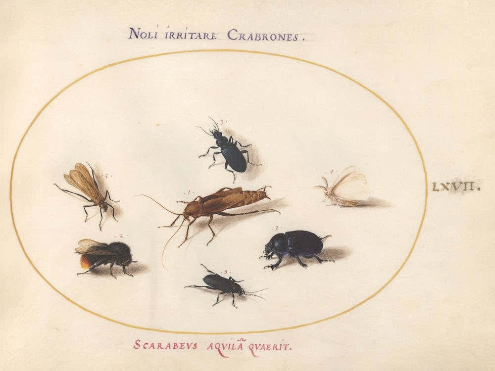Rational Animals And Insects, Joris Hoefnagel