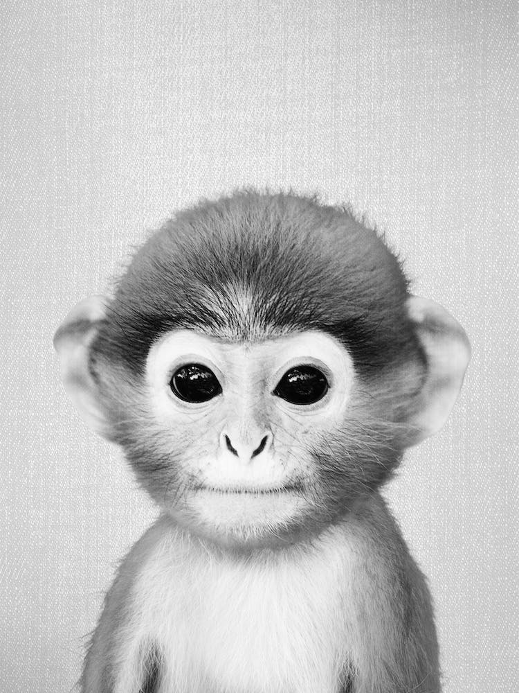 Baby Monkey - Black & White