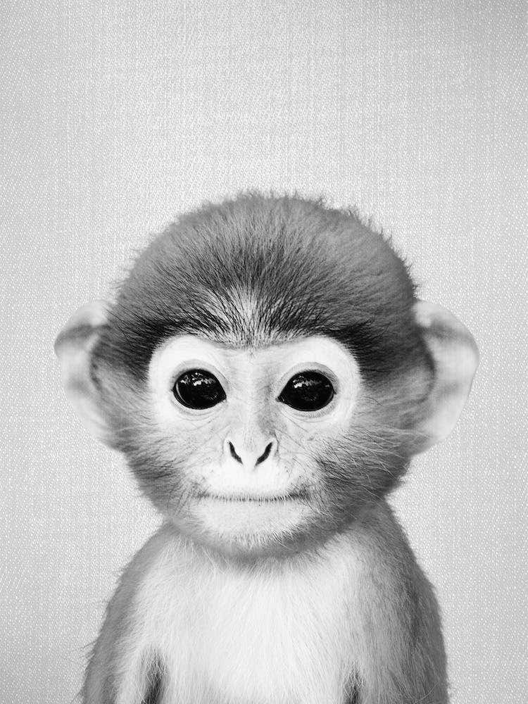 Baby Monkey - Black & White