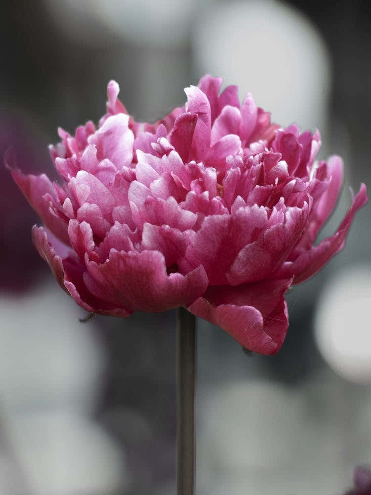Pink Peony Flower