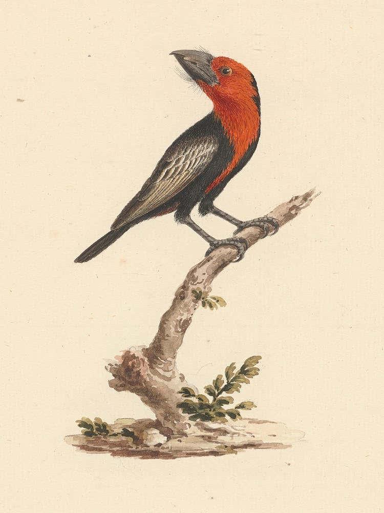 Black Billed Barbet, Luigi Balugani