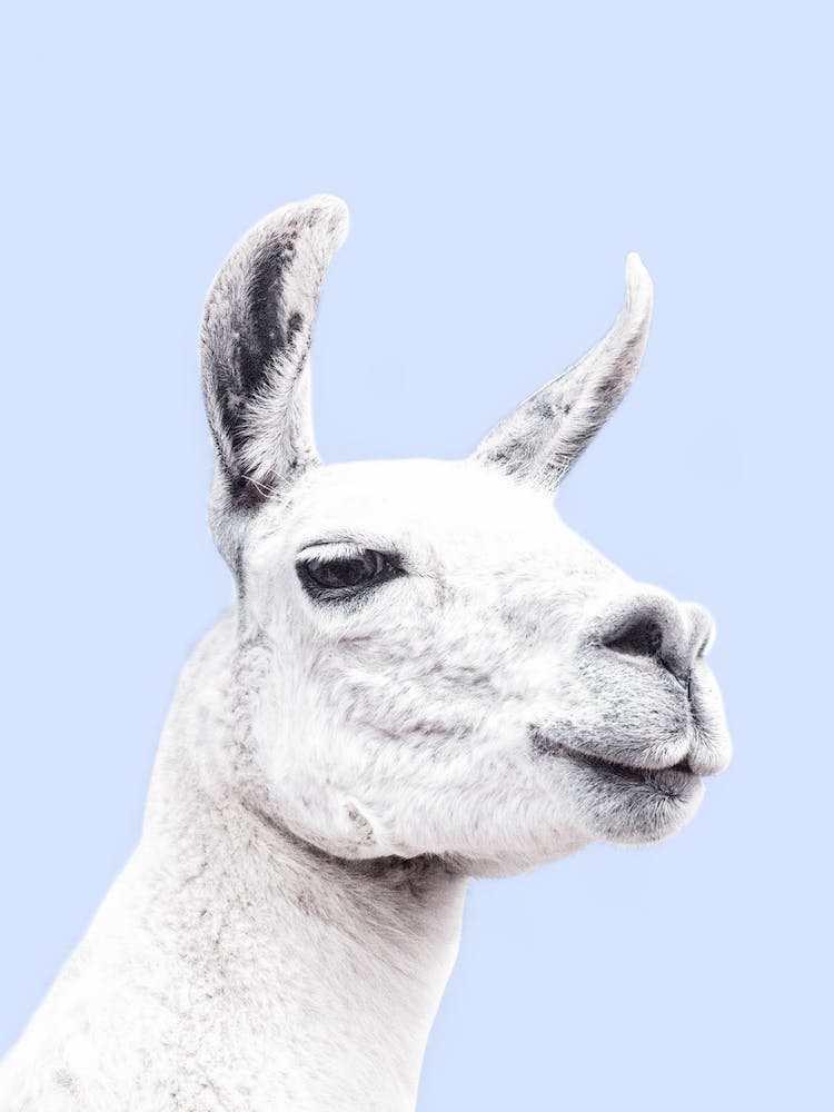 Blue Llama II