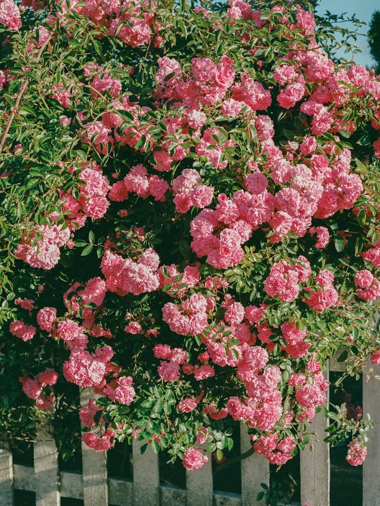 Cannon Beach Blooms on Film